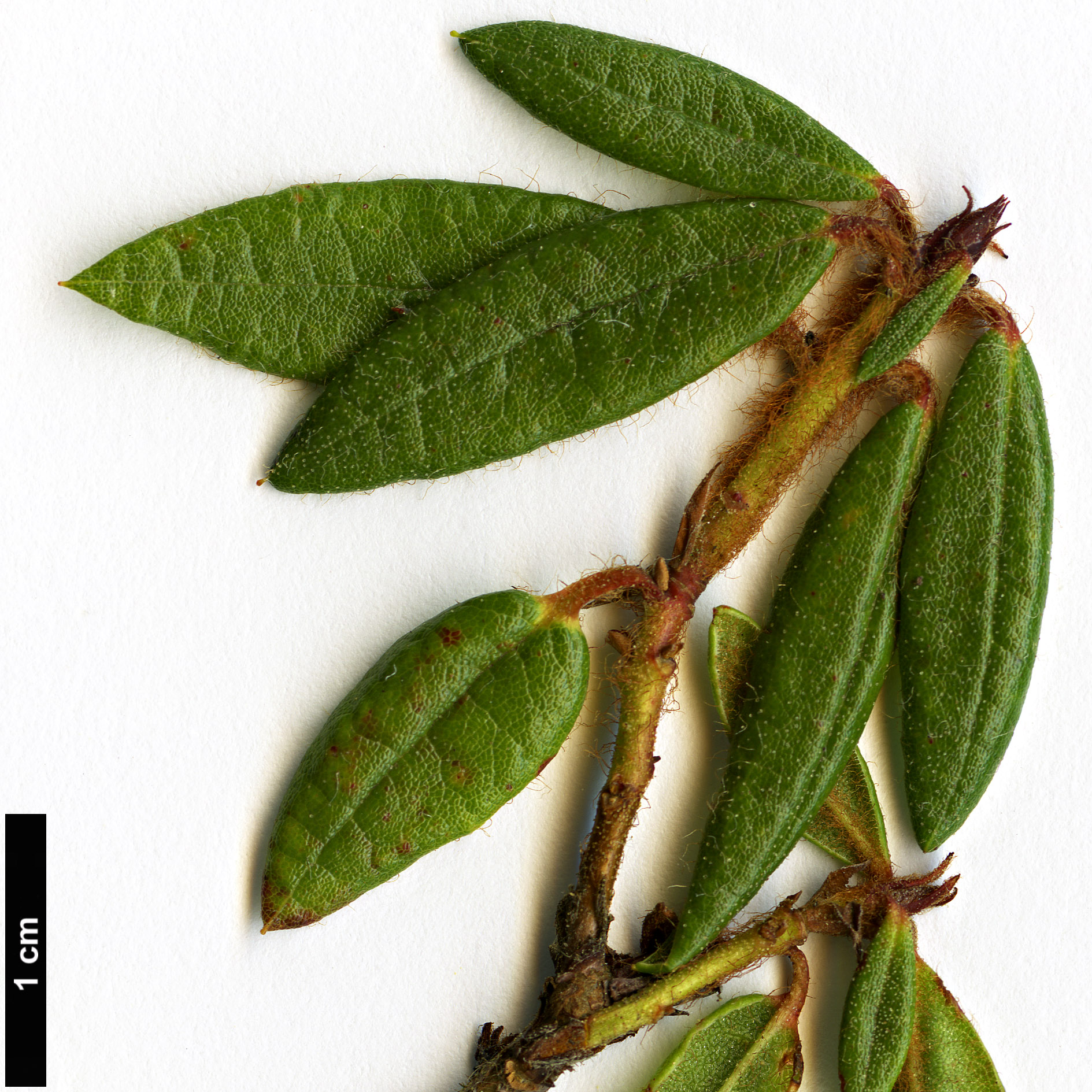 High resolution image: Family: Ericaceae - Genus: Rhododendron - Taxon: hypoleucum
